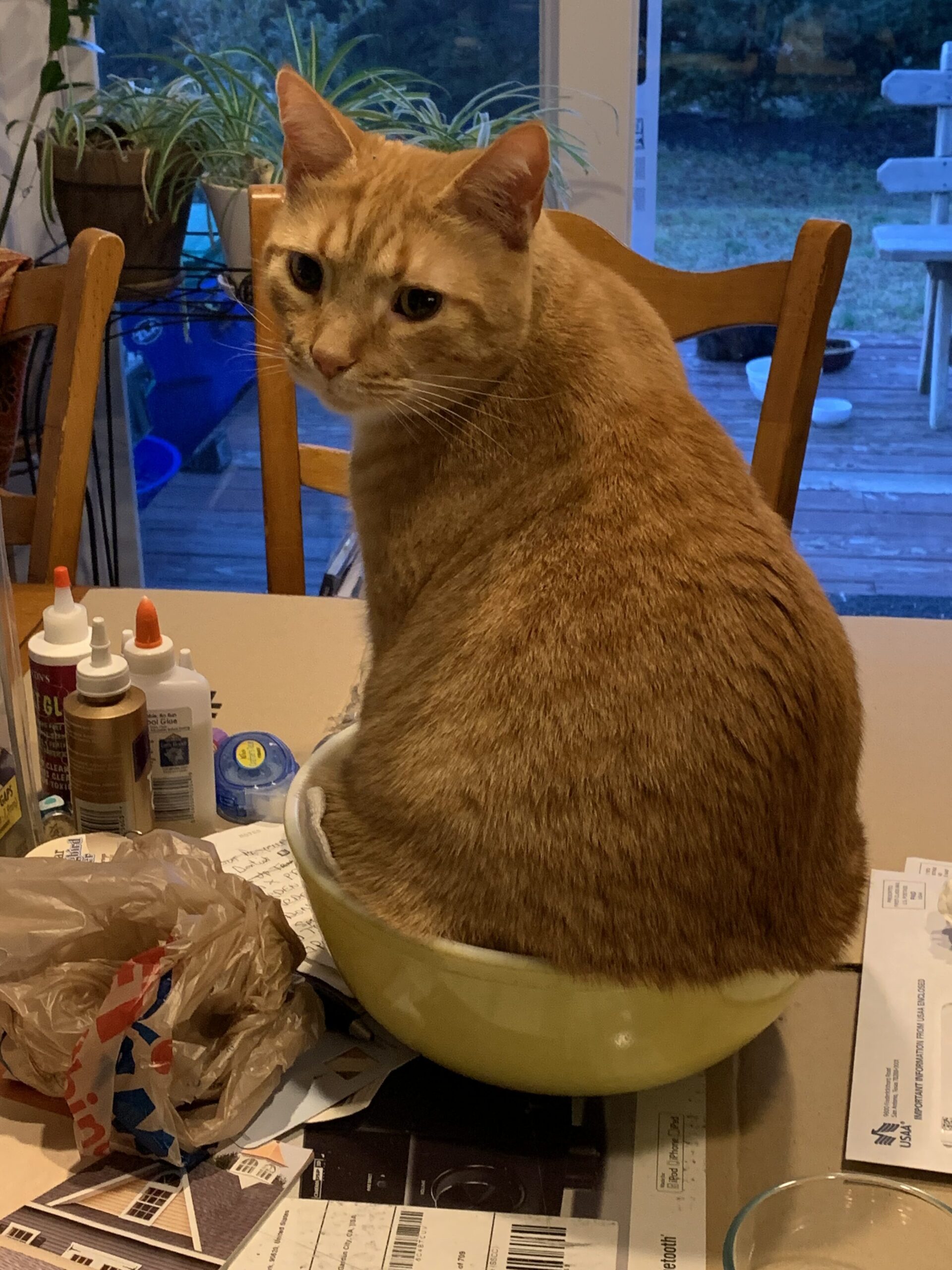 Bowl O' Stu