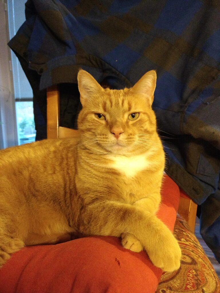 Stu, the most interesting cat in the world.
